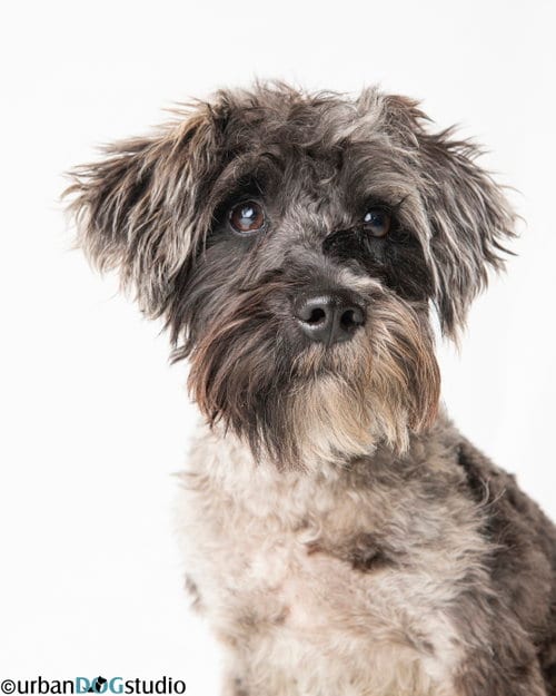 Photo of Pretzel - M, adoptable Schnauzer in Tampa, Florida