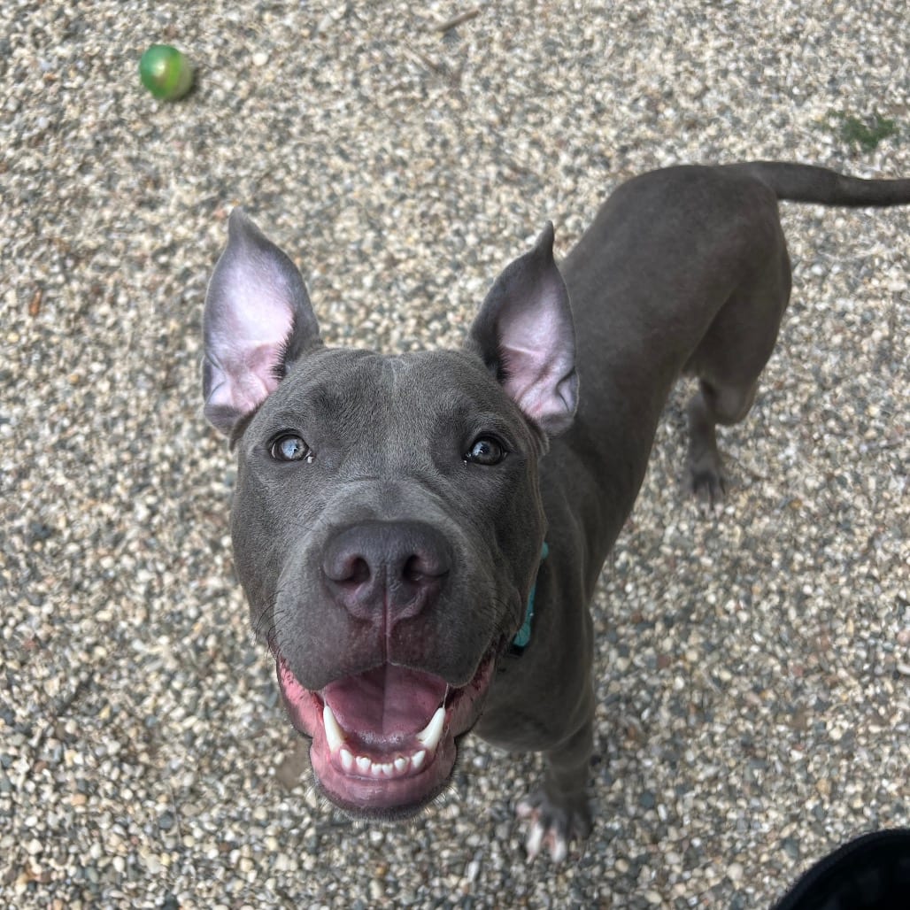 Photo of Percy, adoptable Mixed Breed (Large) in Grand Rapids, Michigan