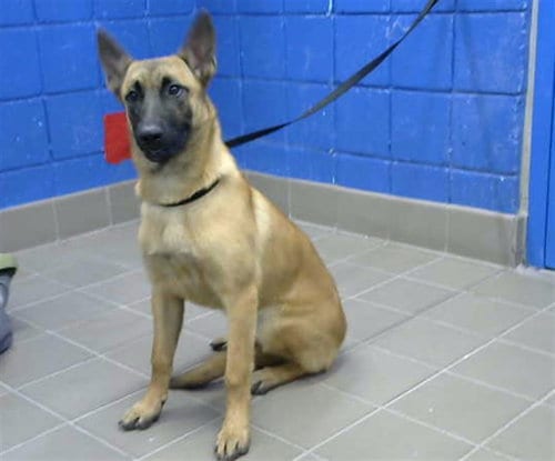 Photo of Jolene, adoptable Belgian Shepherd Malinois in Albuquerque, New Mexico