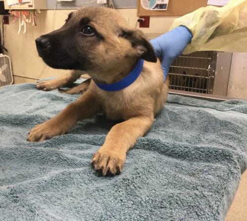 Photo of Bro, adoptable German Shepherd Dog in Riverside, California