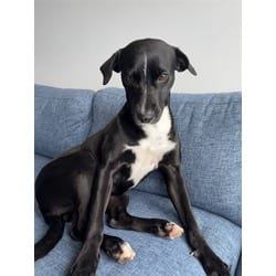 Photo of Luna, adoptable Terrier (Unknown Type, Medium) in Doral, Florida