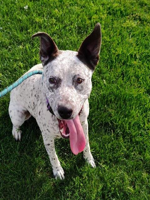 Photo of Mikhonii, adoptable Australian Cattle Dog/Blue Heeler in Mesa, Arizona
