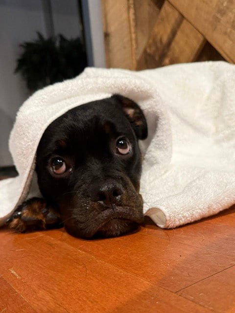 Photo of Griffin, adoptable Rottweiler in Mooresville, North Carolina