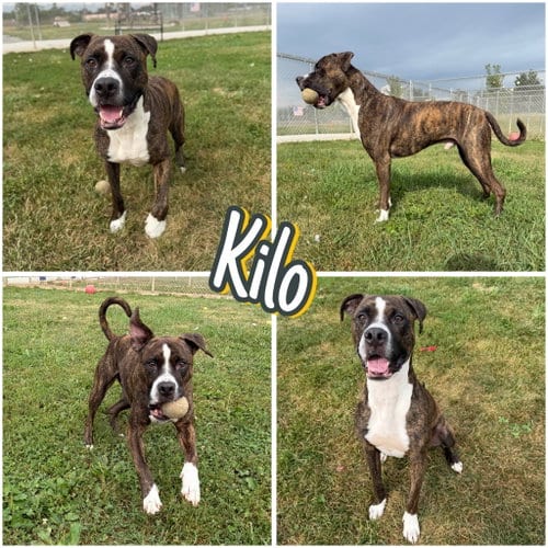 Photo of Kilo, adoptable American Staffordshire Terrier in Pierceton, Indiana