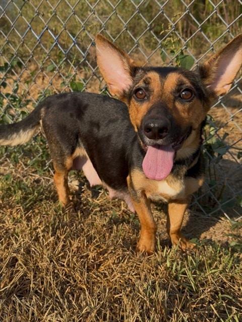 Photo of Jolie, adoptable Basset Hound in Conroe, Texas