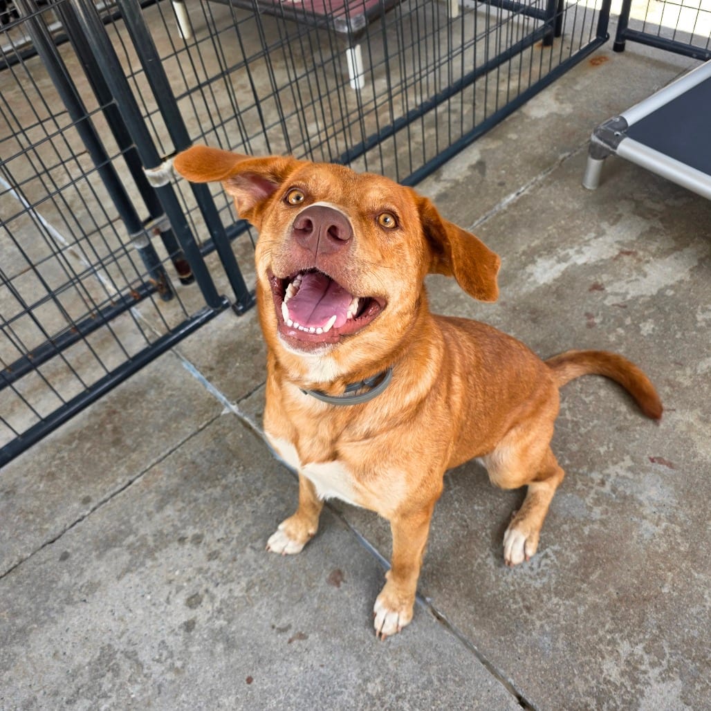 Photo of Gemma, adoptable Mixed Breed (Large)