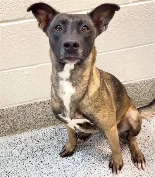 Photo of Lilly, adoptable Belgian Shepherd Malinois in Houston, Texas