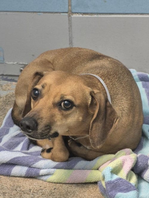 Photo of Juju, adoptable Labrador Retriever in Houston, Texas