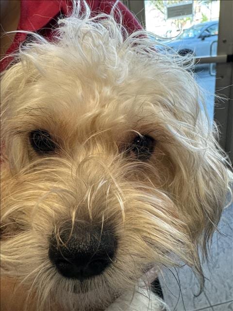 Photo of Teddy, adoptable Yorkshire Terrier Yorkie in Los Angeles, California