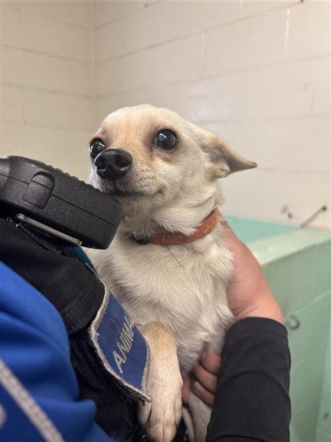 Photo of Lucky, adoptable Chihuahua in Sacramento, California