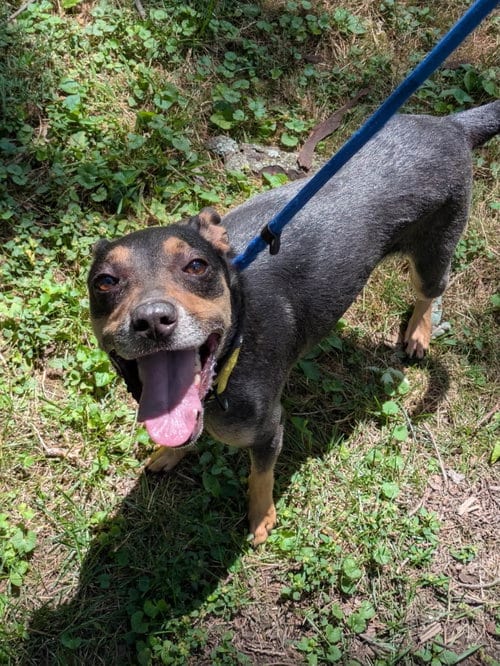 Photo of Nala, adoptable Miniature Pinscher in Pittsburgh, Pennsylvania