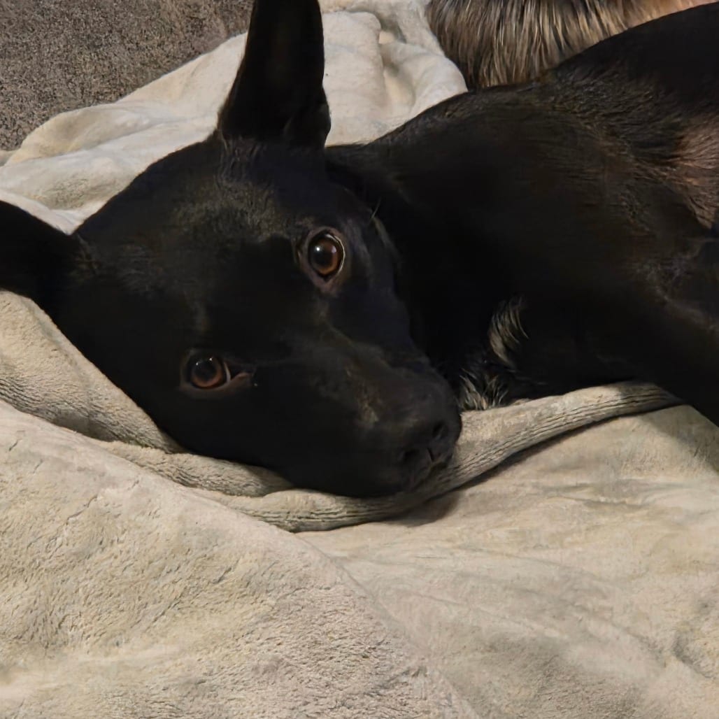Photo of Darling, adoptable Corgi, Cardigan Welsh / Mixed Breed (Medium) in Minnesota, Minnesota