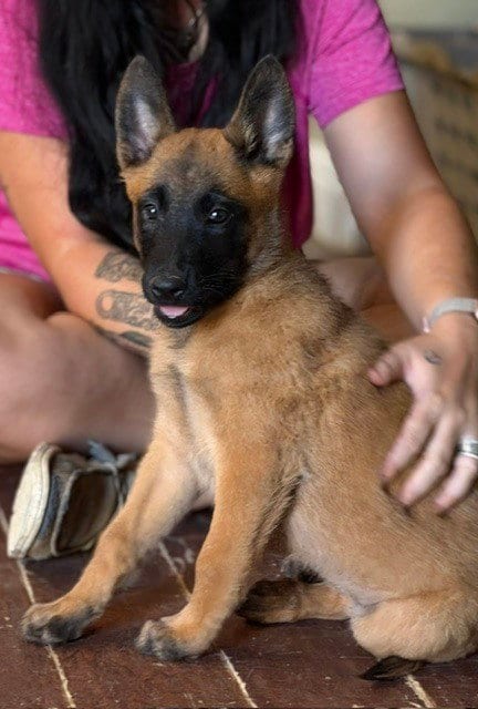 Photo of Pistol located in California, adoptable Belgian Shepherd Malinois in Imlay City, Michigan