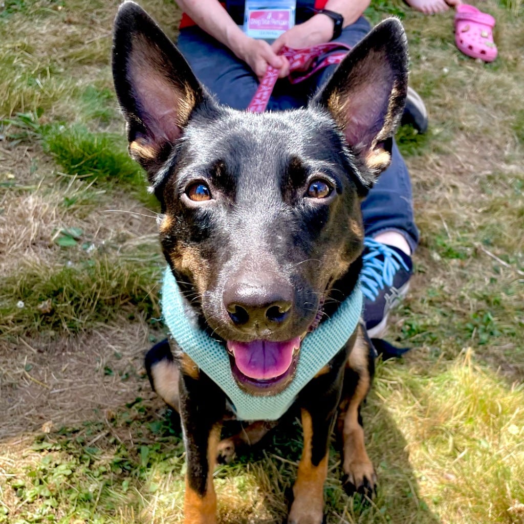 Photo of Lynn, adoptable Rat Terrier in Bloomfield, Connecticut