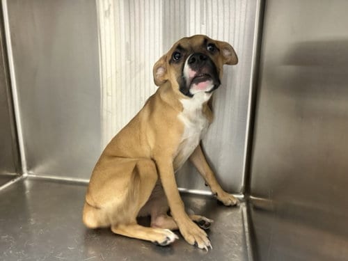 Photo of Suki, adoptable Pit Bull Terrier in Los Angeles, California