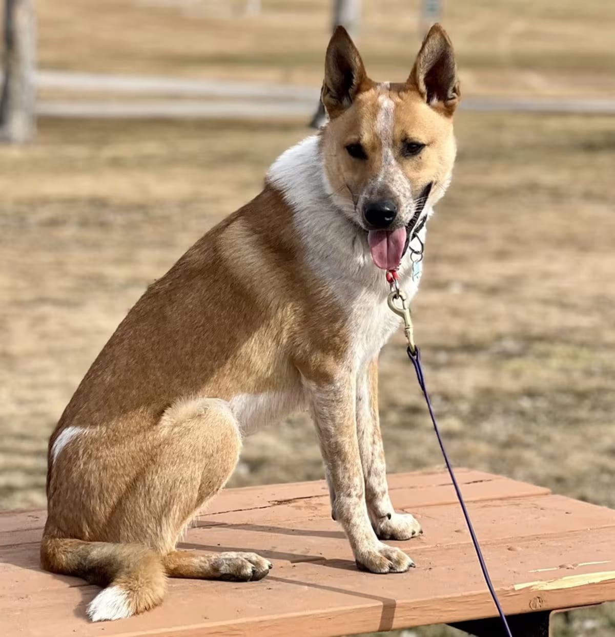 Photo of Rumpel, adoptable Australian Cattle Dog in Littleton, Colorado