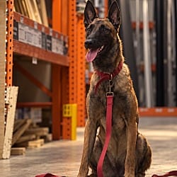 Photo of Valerie - Foster in Florida, adoptable Belgian Malinois in Imlay City, Michigan