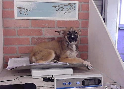 Photo of Dulce, adoptable German Shepherd Dog in Houston, Texas