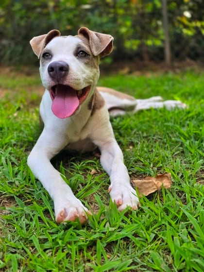 Photo of Buffet, adoptable dog in Chamblee, Georgia