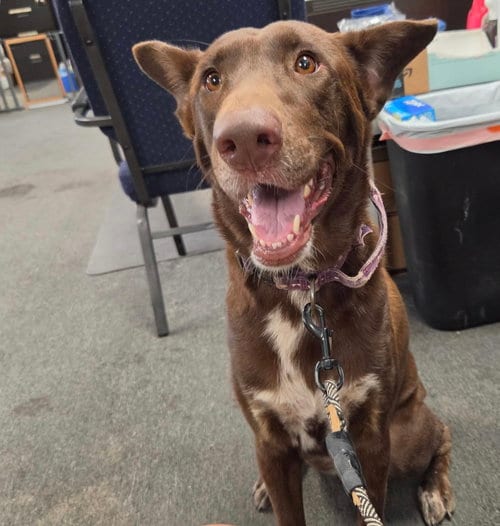 Photo of Mabel, adoptable Labrador Retriever in El Centro, California