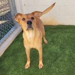 Photo of Brown Sugar 9528, adoptable Shepherd (Unknown Type) Mixed Breed (Medium) in Loxahatchee, Florida