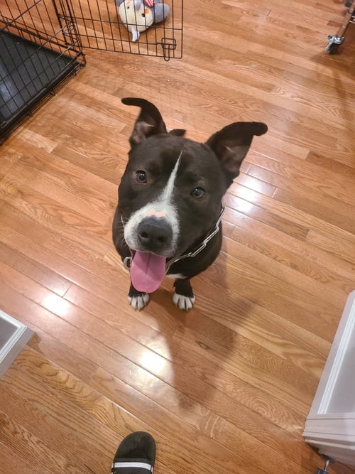 Photo of Uhtred, adoptable American Staffordshire Terrier in St. Peters, Missouri