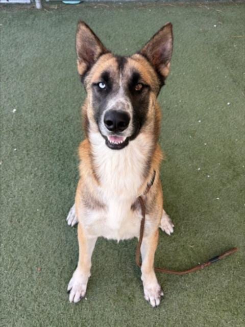 Photo of Bueller, adoptable German Shepherd Dog in Los Angeles, California