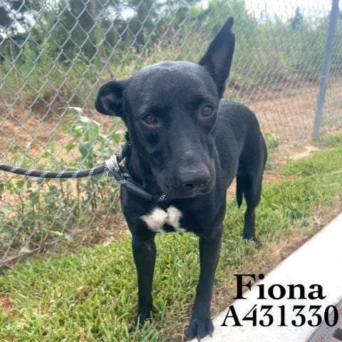 Photo of Fiona, adoptable Belgian Shepherd Malinois in Conroe, Texas