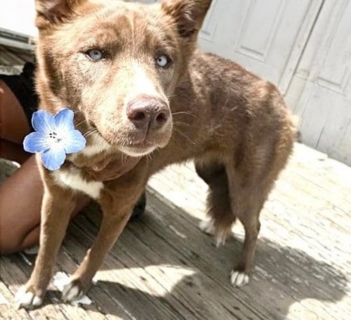 Photo of A662909, adoptable Husky in Houston, Texas