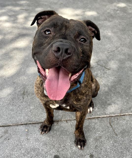 Photo of Jermaine, adoptable Terrier in Miami, Florida