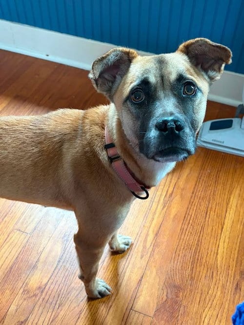 Photo of Magpie, adoptable Shepherd in Shermans Dale, Pennsylvania