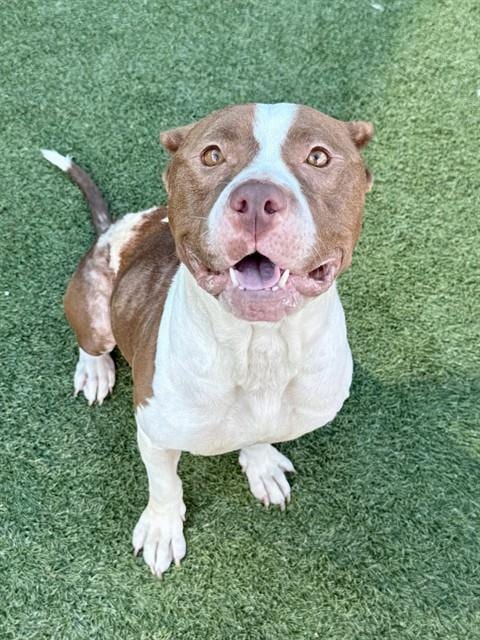 Photo of Oakley, adoptable Pit Bull Terrier in Dallas, Texas