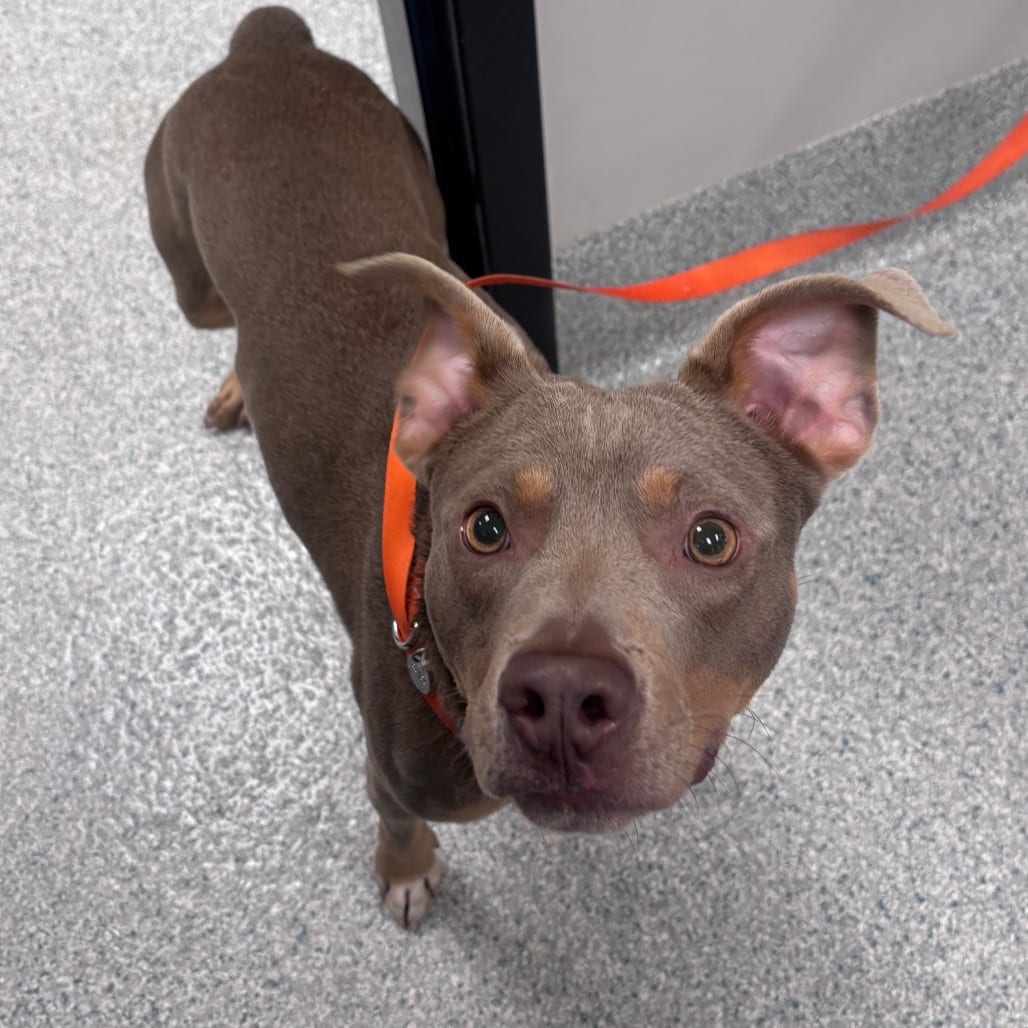 Photo of Baloo, adoptable Terrier, American Staffordshire in Spartanburg, South Carolina