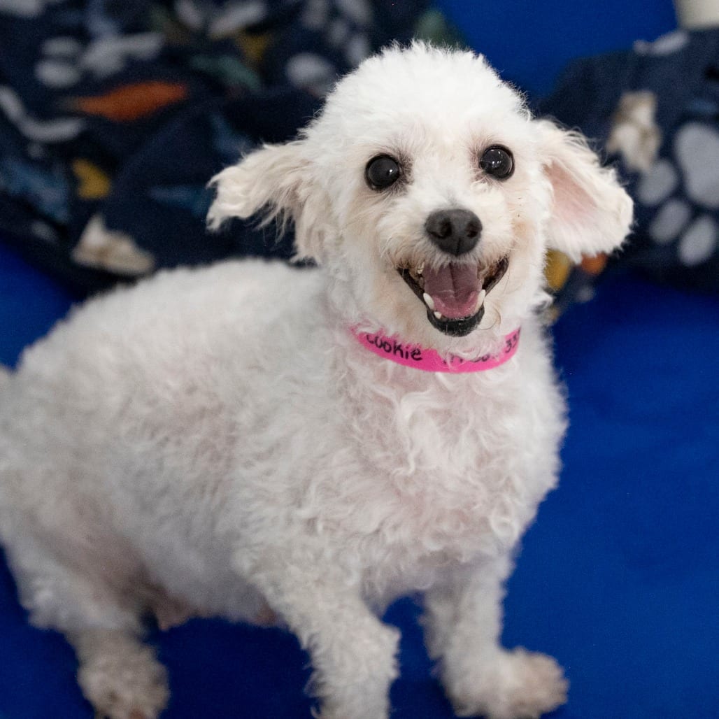 Photo of Cookie (S26-155), adoptable Poodle, Miniature / None in Colorado Springs, Colorado