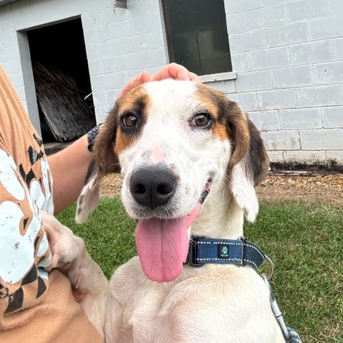 Photo of Jay: At shelter, adoptable Hound in Rustburg, Virginia