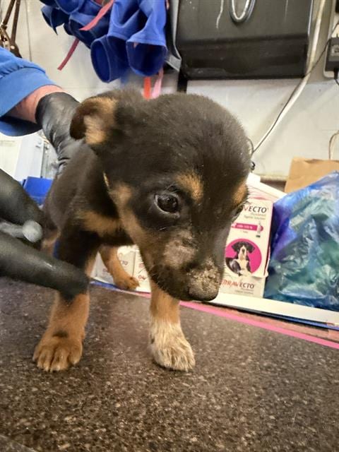 Photo of Snickerdoodle, adoptable Australian Cattle Dog/Blue Heeler in Camarillo, California