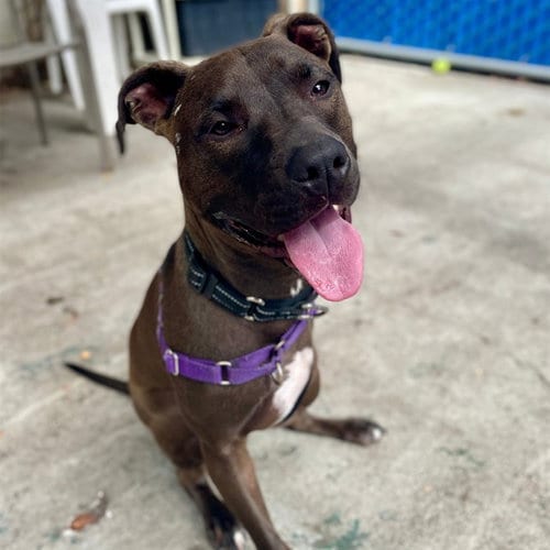 Photo of Eclipse, adoptable Pit Bull Terrier in Alameda, California
