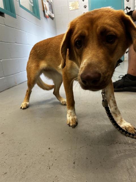 Photo of Hooper, adoptable Labrador Retriever in Waco, Texas