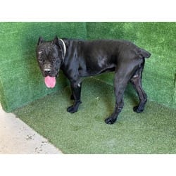 Photo of Bruno, adoptable Cane Corso in Lancaster, California