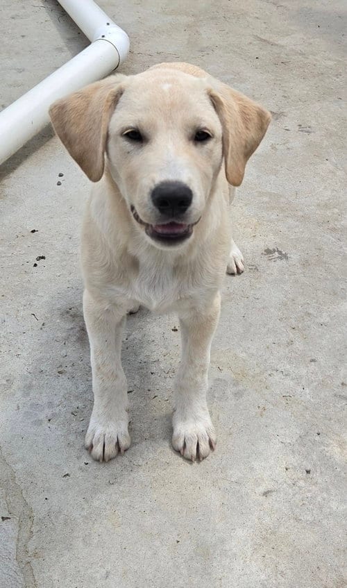Photo of Iggy, adoptable Labrador Retriever in Tracy City, Tennessee