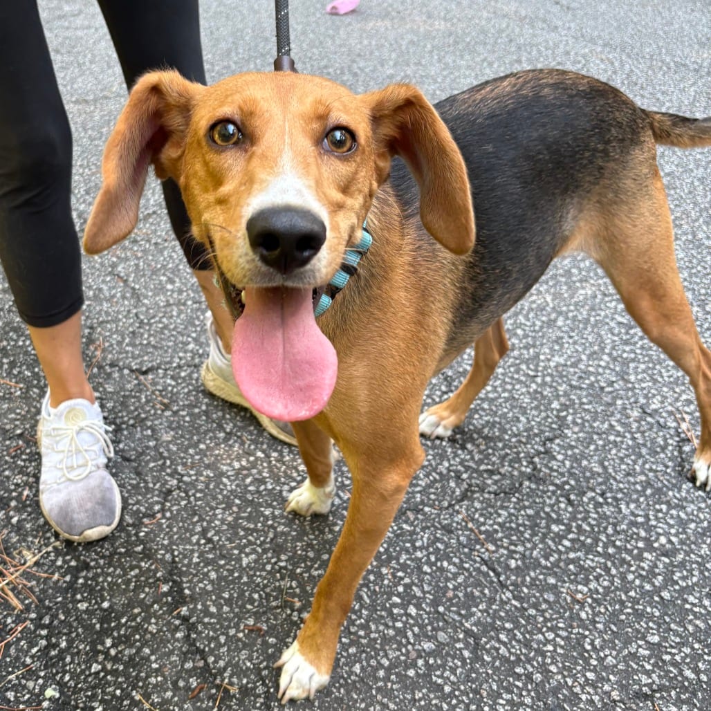 Photo of Lyra @ Foster, adoptable Mixed Breed (Medium) in Summerville, South Carolina