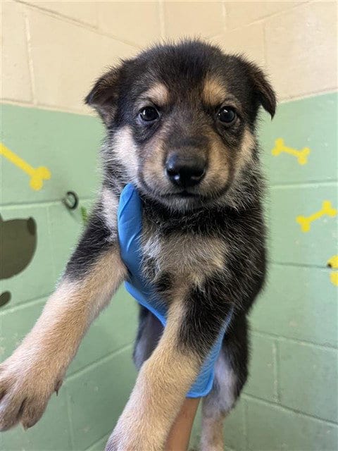Photo of Kali, adoptable German Shepherd Dog in Sacramento, California