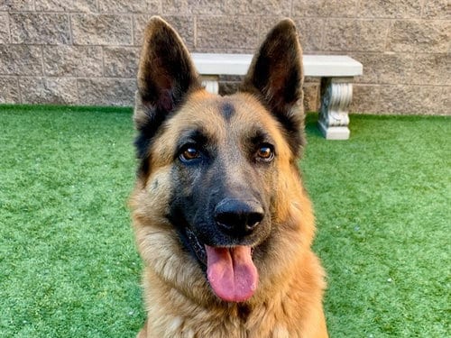 Photo of Penny, adoptable German Shepherd Dog in Moreno Valley, California