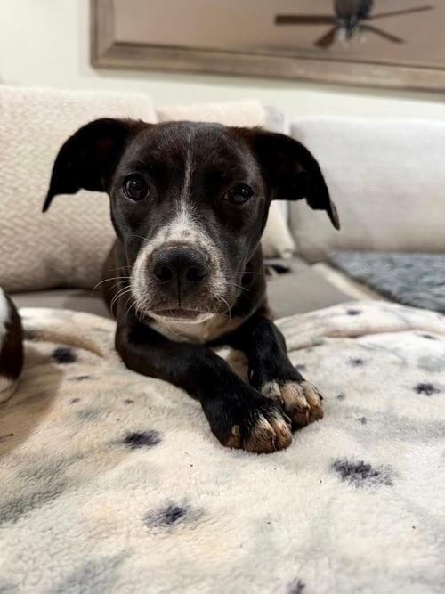 Photo of Pip, adoptable Terrier in Mooresville, North Carolina