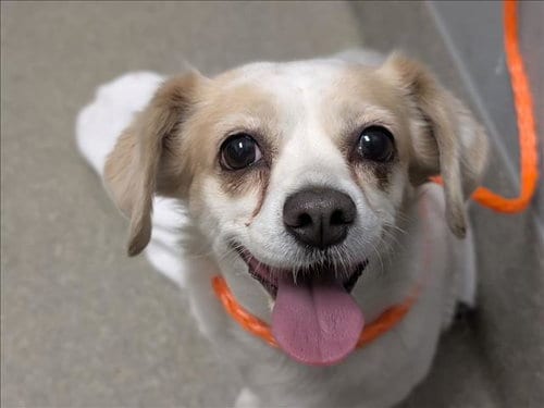Photo of Cappuccina, adoptable Chihuahua in Las Vegas, Nevada