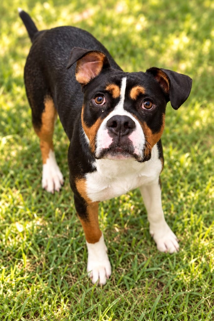 Photo of Brutus, adoptable Pit Bull Terrier in East Ridge, Tennessee