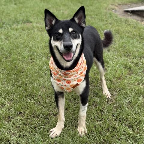 Photo of Max, adoptable Siberian Husky in Conroe, Texas