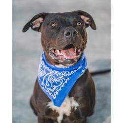 Photo of Biff, adoptable Terrier (Unknown Type, Medium) in Doral, Florida