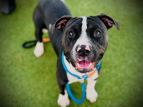 Photo of Sir Toby Belch, adoptable Pit Bull Terrier in Orlando, Florida