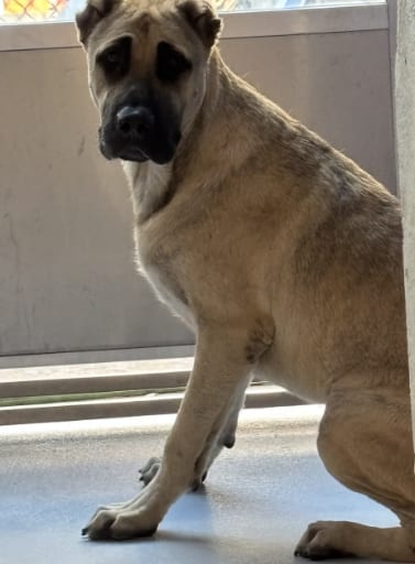 Photo of Shadow, adoptable Unknown breed (short coat) in Rowlett, Texas